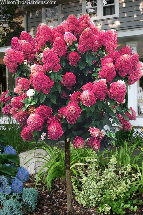  Quick Fire Fab Hydrangea (Single Trunk Tree Form) - 7 Gallon Pot