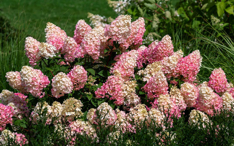  Strawberry Sundae Hydrangea - 1 Gallon Pot