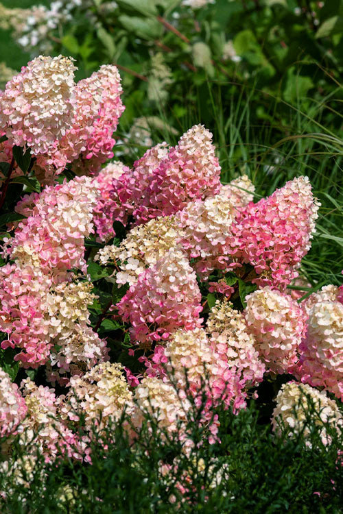  Strawberry Sundae Hydrangea - 1 Gallon Pot