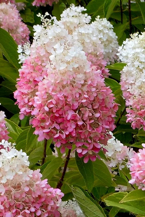  Strawberry Sundae Hydrangea - 1 Gallon Pot