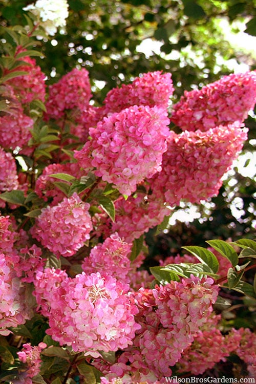  Strawberry Sundae Hydrangea - 3 Gallon Pot