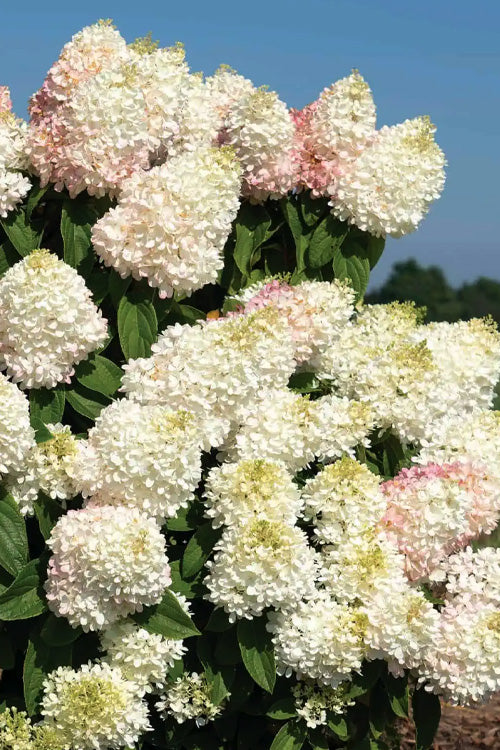  Sweet Starlight Hydrangea - 1 Gallon Pot