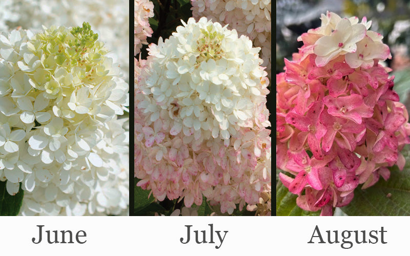  Sweet Starlight Hydrangea - 2 Gallon Pot
