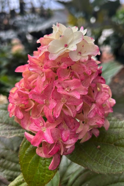  Sweet Starlight Hydrangea - 1 Gallon Pot