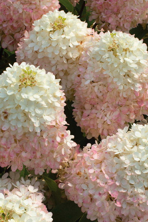  Sweet Starlight Hydrangea Tree (Single Trunk) - 3 Gallon Pot