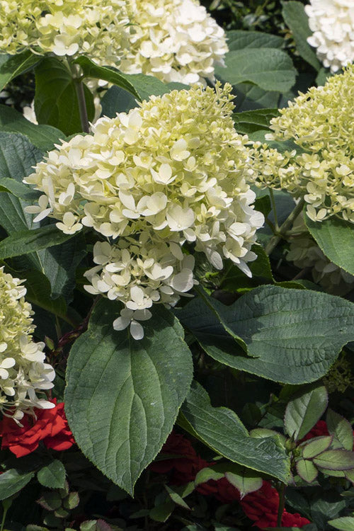  Sweet Starlight Hydrangea - 2 Gallon Pot