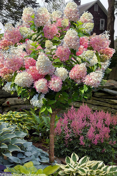  Sweet Starlight Hydrangea Tree (Single Trunk) - 3 Gallon Pot