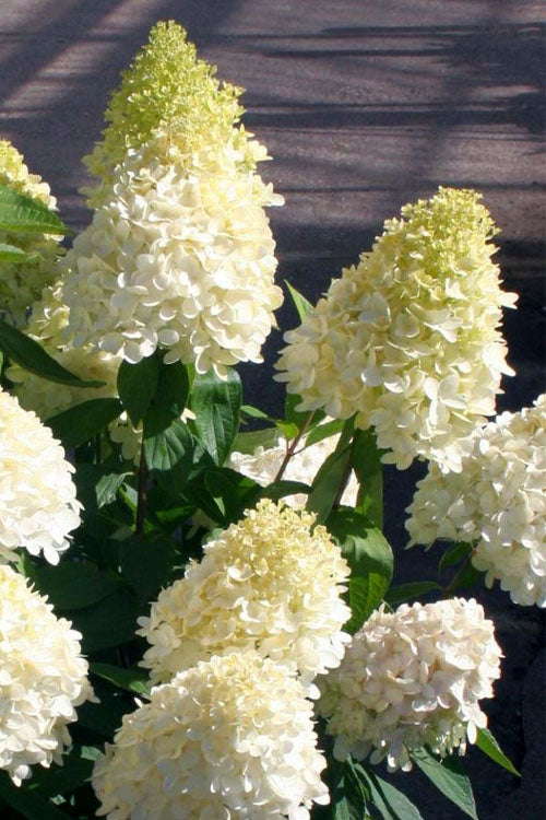  Sweet Summer Panicle Hydrangea - 3 Gallon Pot
