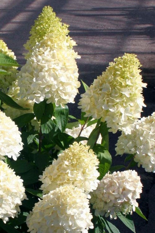 Sweet Summer Panicle Hydrangea - 3 Gallon Pot