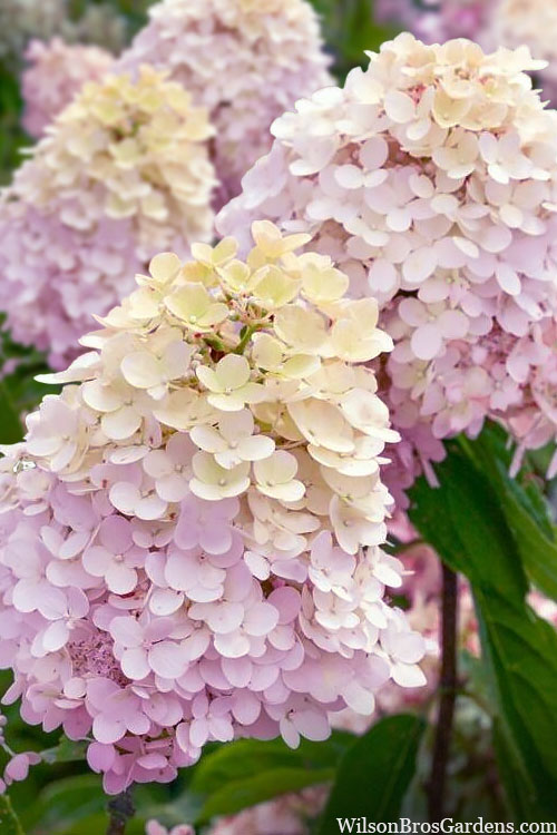  Sweet Summer Panicle Hydrangea - 3 Gallon Pot