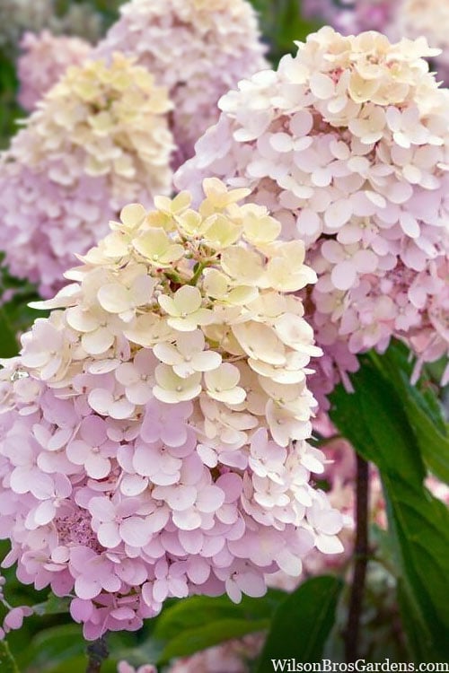 Sweet Summer Panicle Hydrangea - 3 Gallon Pot
