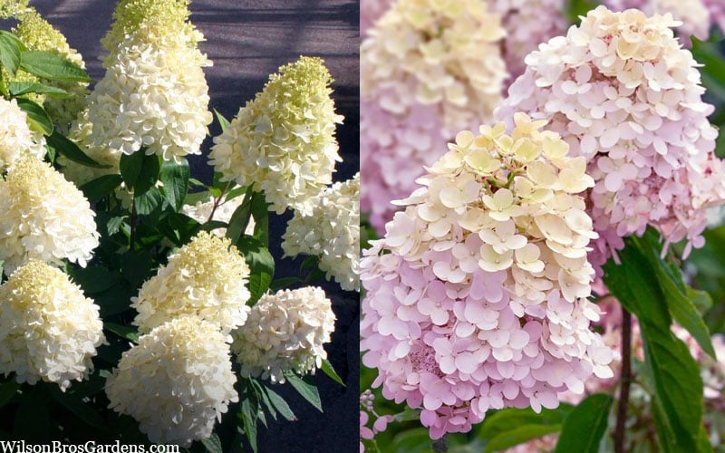  Sweet Summer Panicle Hydrangea - 3 Gallon Pot