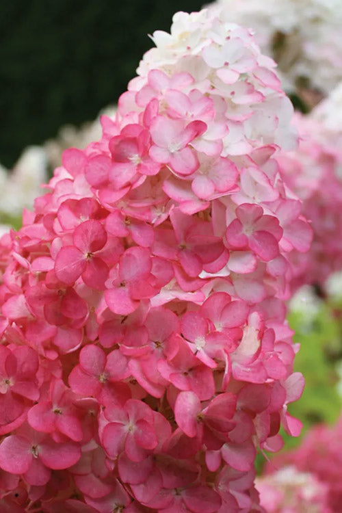  Vanilla Strawberry Hydrangea - 1 Gallon Pot