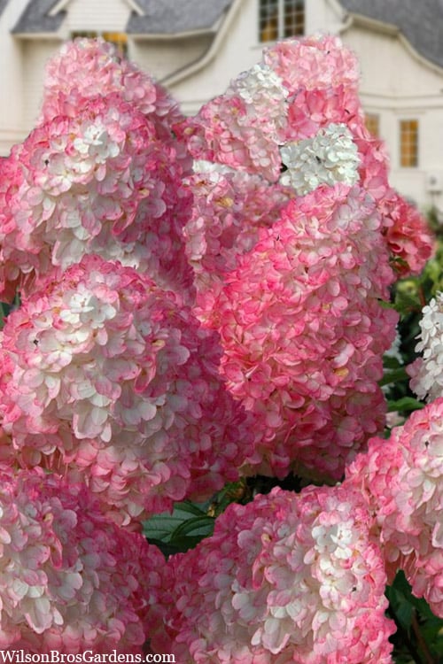  Vanilla Strawberry Hydrangea - 1 Gallon Pot