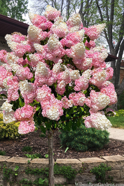 Vanilla Strawberry Hydrangea (Single Trunk Tree Form) - 3 Gallon Pot