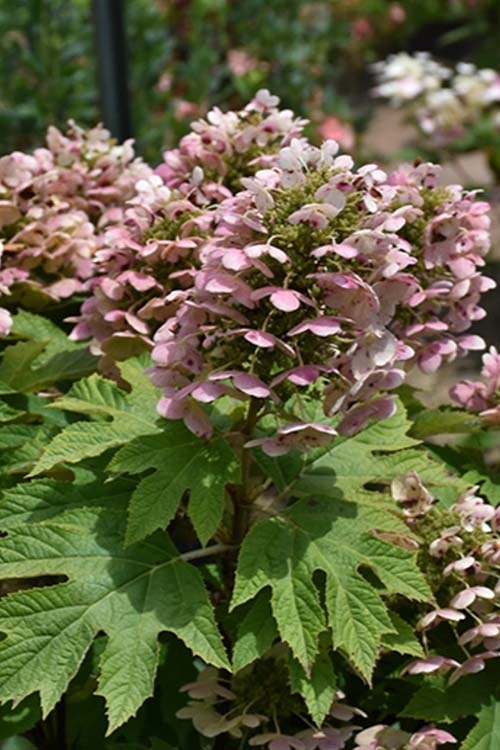  Queen Of Hearts Oakleaf Hydrangea - 3 Gallon Pot