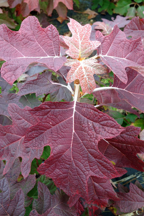  Gatsby Pink Oakleaf Hydrangea - 3 Gallon Pot