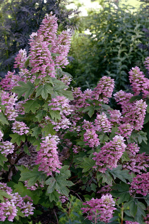  Gatsby Pink Oakleaf Hydrangea - 1 Gallon Pot