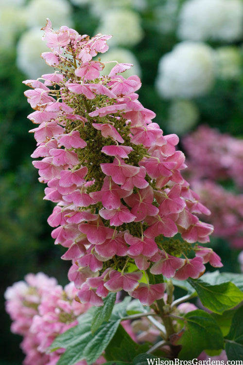  Gatsby Pink Oakleaf Hydrangea - 1 Gallon Pot