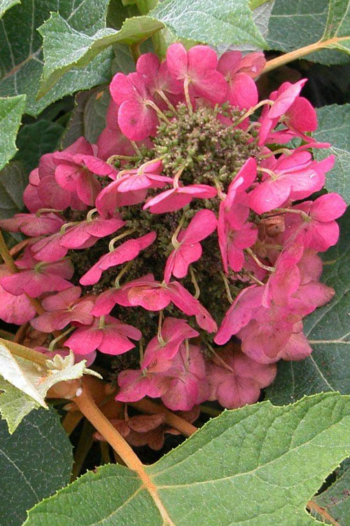  Munchkin Dwarf Oakleaf Hydrangea - 2.5 Gallon Pot