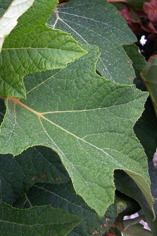  Munchkin Dwarf Oakleaf Hydrangea - 1 Gallon Pot