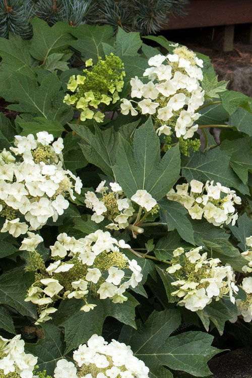  Munchkin Dwarf Oakleaf Hydrangea - 2.5 Gallon Pot