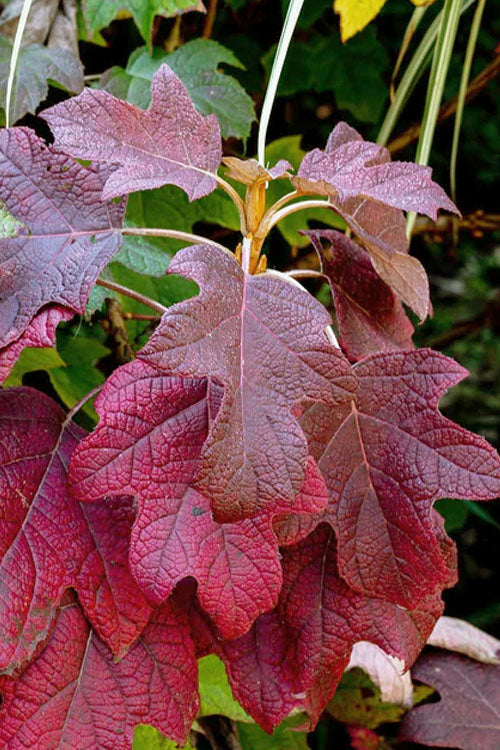  Munchkin Dwarf Oakleaf Hydrangea - 1 Gallon Pot