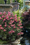  Munchkin Dwarf Oakleaf Hydrangea - 2.5 Gallon Pot