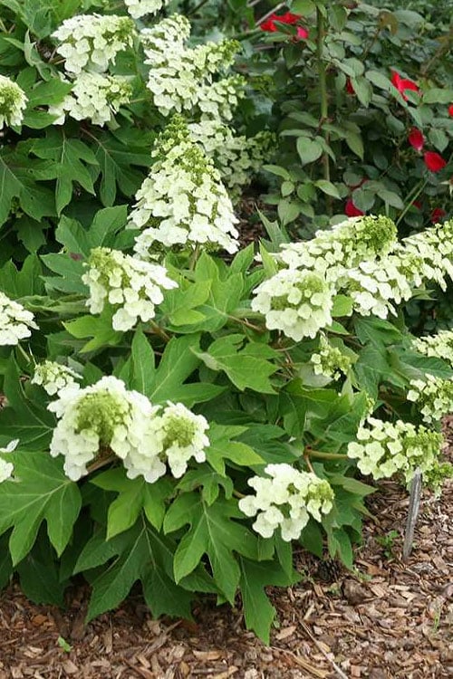  Pee Wee Dwarf Oakleaf Hydrangea - 3 Gallon Pot