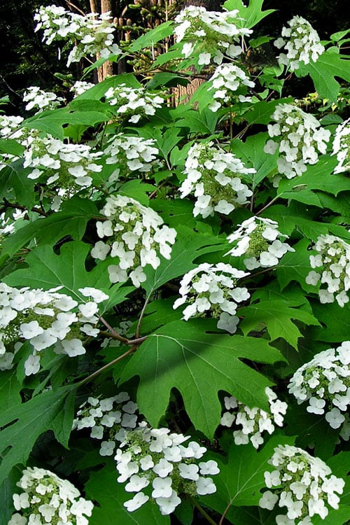  Pee Wee Dwarf Oakleaf Hydrangea - 1 Gallon Pot
