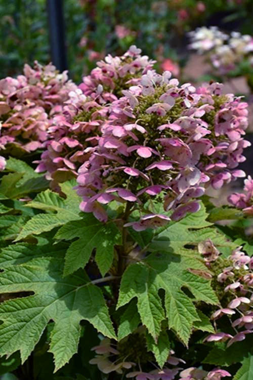  Queen Of Hearts Oakleaf Hydrangea - 2 Gallon Pot