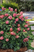 Queen Of Hearts Oakleaf Hydrangea - 2 Gallon Pot