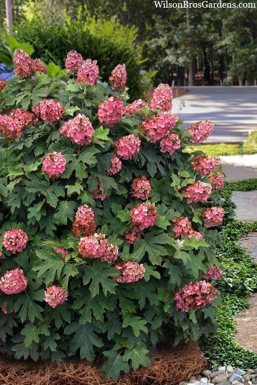  Queen Of Hearts Oakleaf Hydrangea - 2 Gallon Pot