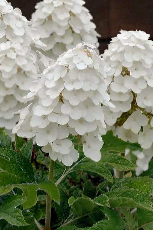  Queen Of Hearts Oakleaf Hydrangea - 3 Gallon Pot