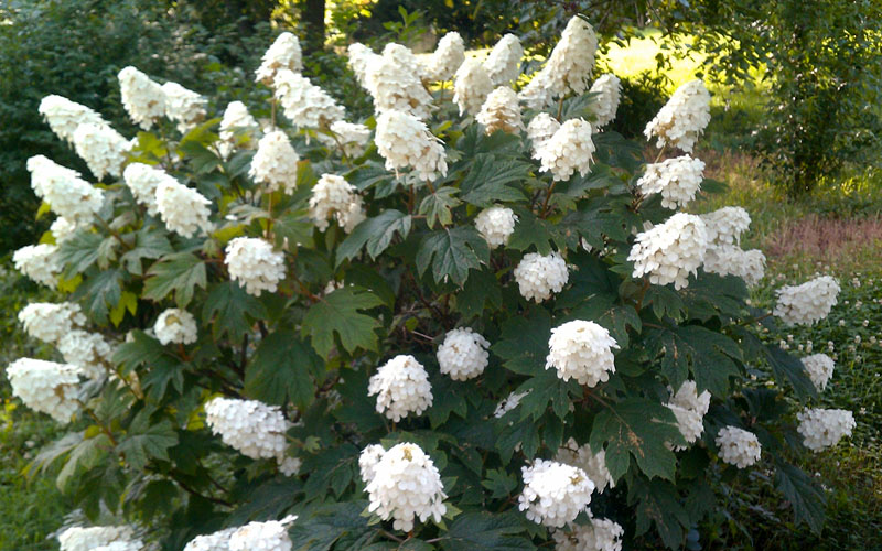  Queen Of Hearts Oakleaf Hydrangea - 2 Gallon Pot