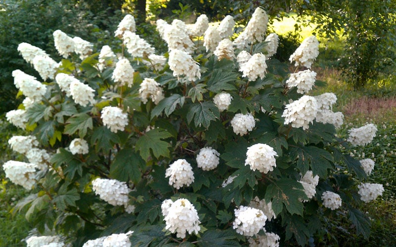  Queen Of Hearts Oakleaf Hydrangea - 3 Gallon Pot