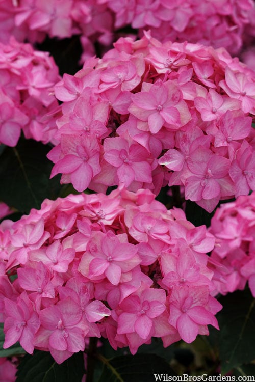  Let's Dance 'Can Do' Hydrangea - 3 Gallon Pot