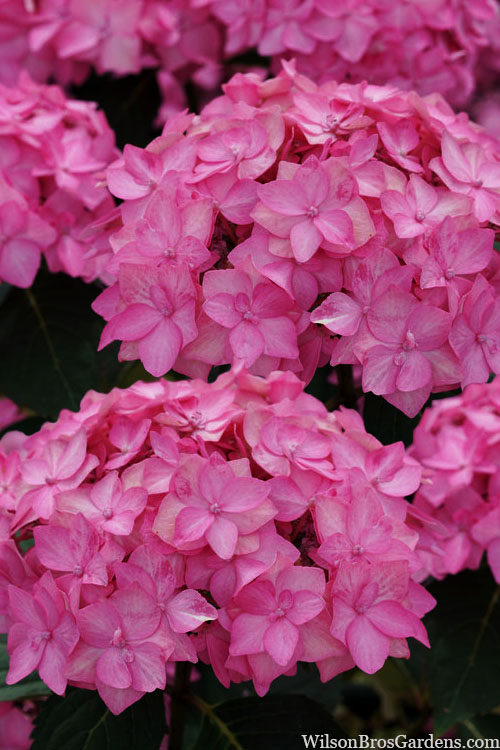  Let's Dance 'Can Do' Hydrangea - 2 Gallon Pot