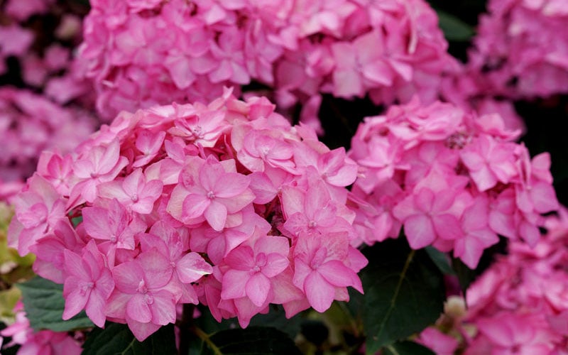  Let's Dance 'Can Do' Hydrangea - 3 Gallon Pot