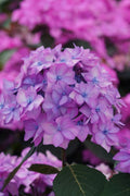  Let's Dance 'Can Do' Hydrangea - 3 Gallon Pot