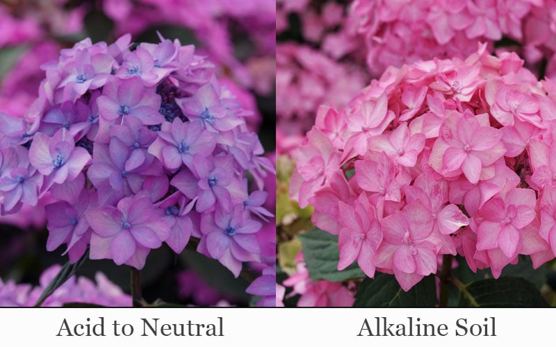  Let's Dance 'Can Do' Hydrangea - 2 Gallon Pot 