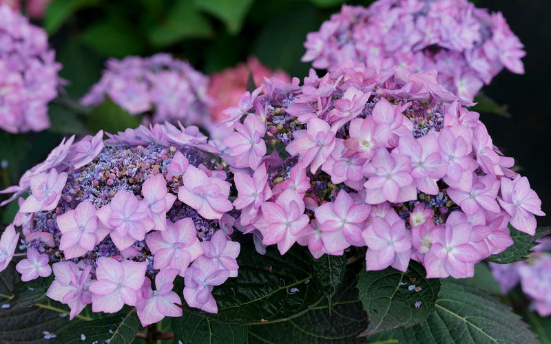  Let's Dance 'Can Do' Hydrangea - 2 Gallon Pot