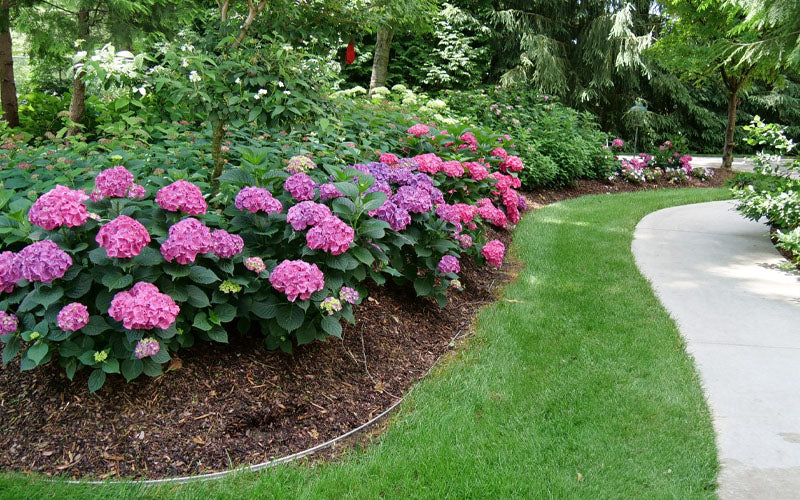  Let's Dance 'Can Do' Hydrangea - 3 Gallon Pot