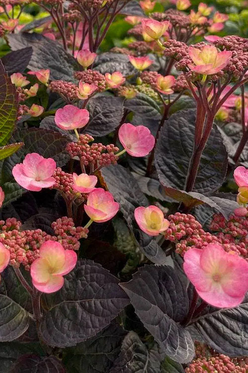  Pink Dynamo Mountain Hydrangea - 2 Gallon Pot