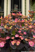  Pink Dynamo Mountain Hydrangea - 2 Gallon Pot