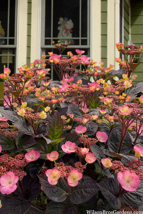  Pink Dynamo Mountain Hydrangea - 2 Gallon Pot