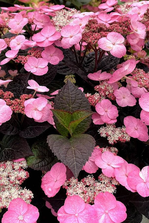  Pink Dynamo Mountain Hydrangea - 2 Gallon Pot