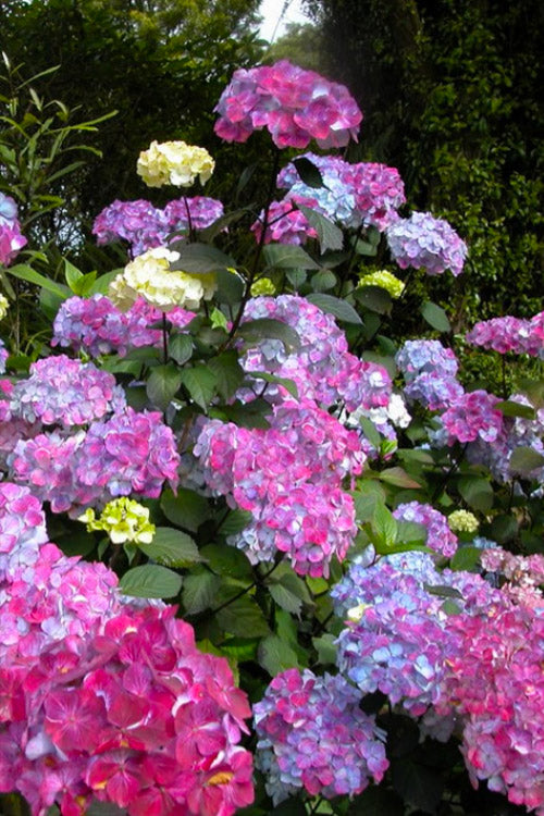  Preziosa Multi Color Hydrangea - 3 Gallon Pot