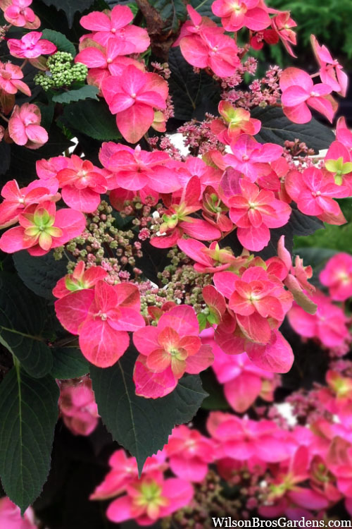  Tuff Stuff Red Mountain Hydrangea - 3 Gallon Pot