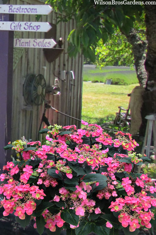  Tuff Stuff Red Mountain Hydrangea - 3 Gallon Pot